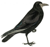 Free Crow Image